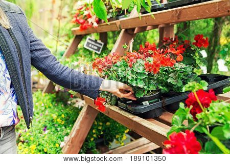 woman picks pelargonium geranium flower from shelf at garden plant nursery store