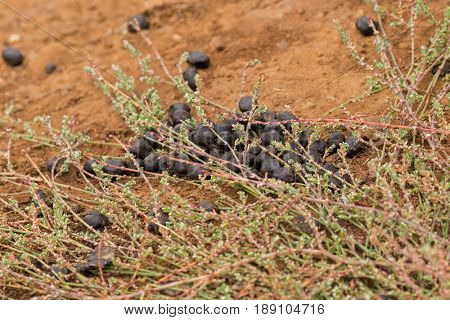 Duck-billed Platypus leaving poop, feces on grass in Tasmania, Australia (Ornithorhynchus anatinus)