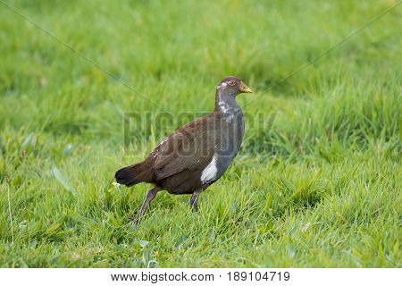 Tasmanian nativehen, flightless bird with yellow beaks, red eyes walking in green field, endemic to Tasmania, Australia (Tribonyx mortierii)