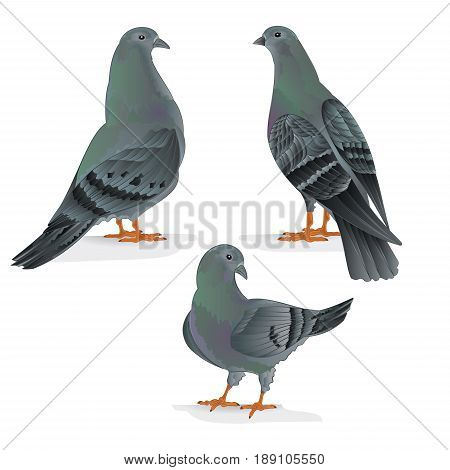 Carriers pigeons domestic breeds sports birds vintage hand draw set one vector animals illustration for design