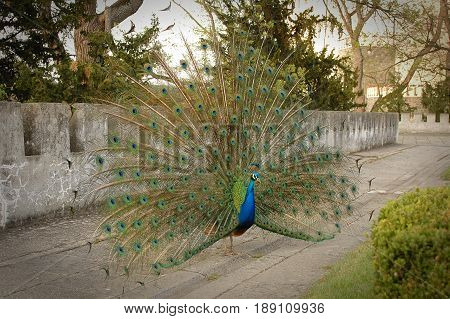 View on beautiful peacock pavlin with coloful tail on Orlik castle yard in front of stone wall. Domestic castle pavlin. Imperial domestic animals pavlins symbol of wealth and prosperity