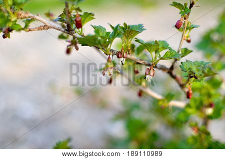 Currant Bush In Spring Garden