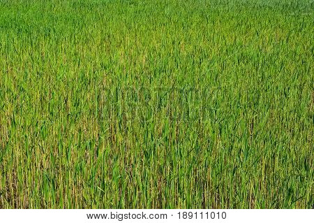 Close up of green cane growing in the field