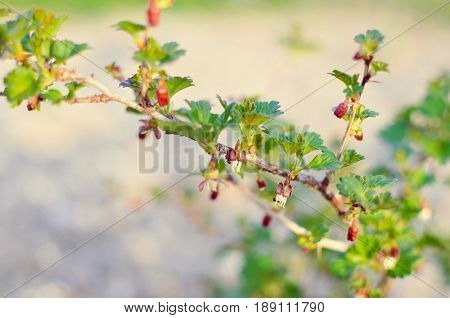 Currant Bush In Spring Garden
