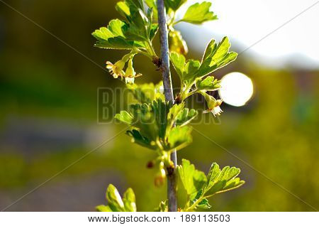 Currant Bush In Spring Garden
