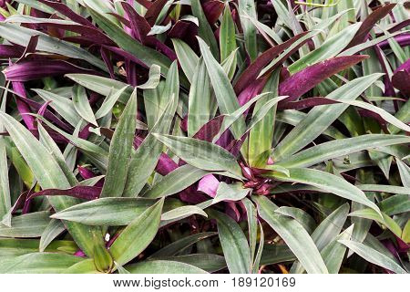 close up fresh Tradescantia spathacea plant in nature garden