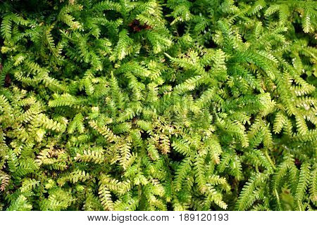 fresh green fern selaginella involvens on the ground
