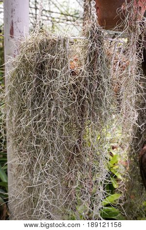 close up tillandsia usneoides plant in nature garden