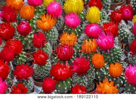 Sale of cactuses of various grades in the Flower market. The flower market is one of sights of the city