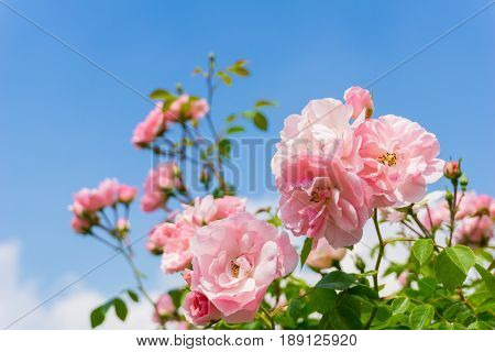 View on beautiful Pink Roses in Sunlight.
Close-up of Roses in front of a blue Sky.
Growing Roses (disambiguation). Garden Flowers.