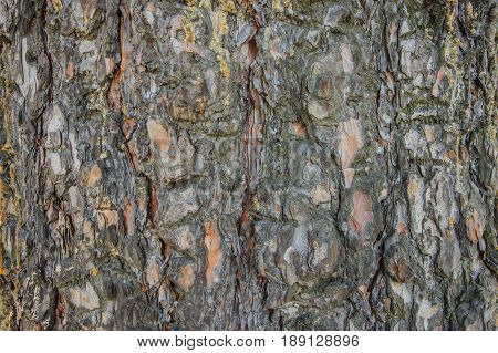 Tree bark texture
Beautiful deep bark an old tree for texture design stock photo