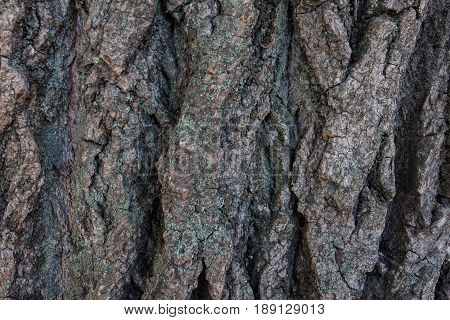 Tree bark texture
Beautiful deep bark an old tree for texture design stock photo
