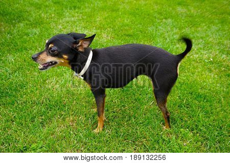 Prague Ratter Dog