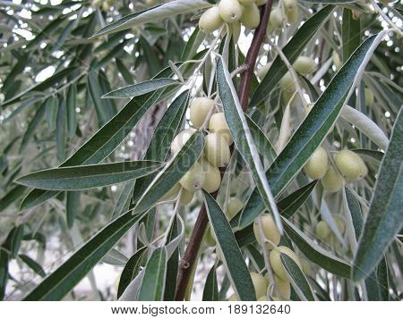 Silver berry or russian olive tree, oleaster