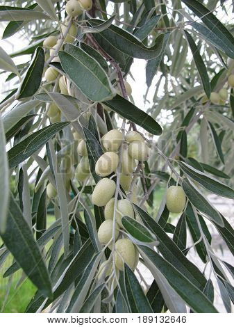 Silver berry or russian olive tree, oleaster
