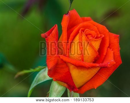 Beautiful red rose flower; close up, horizontal, day light, selective focus.