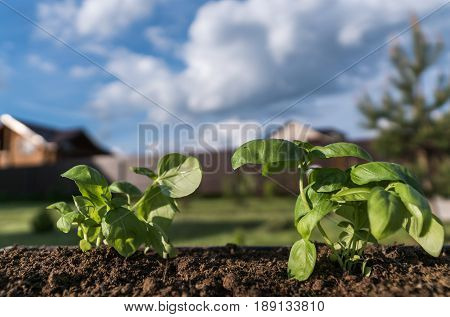 Growing Basil sprout on a soil,under blue sky, one sunny day.
