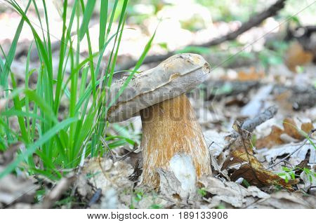 Boletus reticulatus or Boletus aestivalis, commonly known as the summer cep. Edible gourmet wild mushroom, Penny Bun bolete in the forest