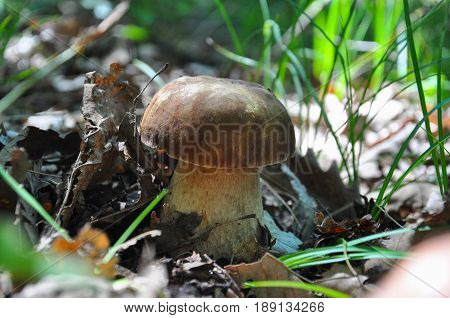 Boletus reticulatus or Boletus aestivalis, commonly known as the summer cep. Edible gourmet wild mushroom, Penny Bun bolete in the forest