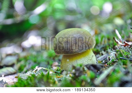 Boletus reticulatus or Boletus aestivalis, commonly known as the summer cep. Edible gourmet wild mushroom, Penny Bun bolete in the forest