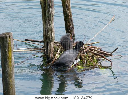 A nest of ducklings on Adda River - Lombardy - Italy