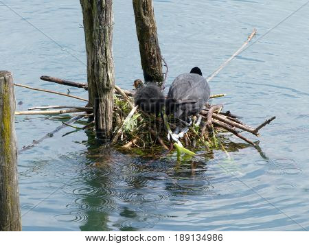 A Nest Of Ducklings On Adda River - Lombardy - Italy