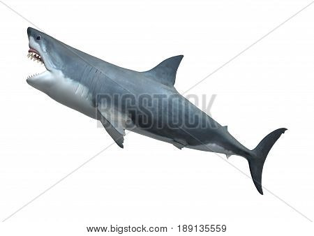 3D Rendering Great White Shark On White
