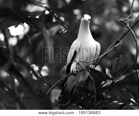 A quizzical dove cocks his head while looking down