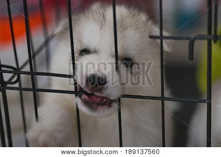Cloe up of cute siberian puppy looking and try to escape from iron cage.