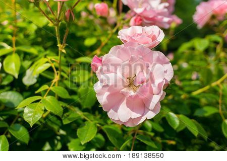 View on a beautiful Pink Rose in Sunlight.
Close-up of a blooming Rose.
Growing Roses (disambiguation). Garden Flowers.