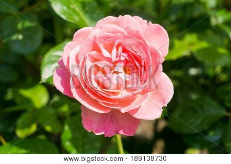 View on a beautiful Pink Rose in Sunlight.
Close-up of a blooming Rose.
Growing Roses (disambiguation). Garden Flowers.
