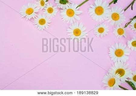 Flat lay. Beautiful daisies on a pink background