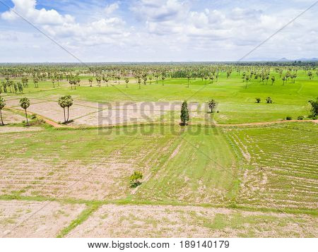 Sugar Palm Plantation And Rice Paddy