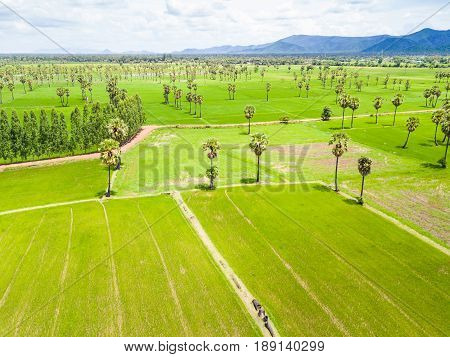 Sugar Palm Plantation And Rice Paddy