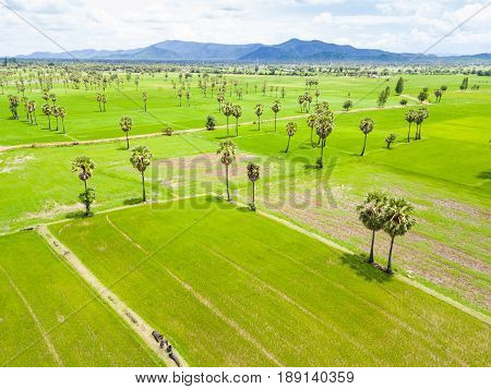 Sugar Palm Plantation And Rice Paddy