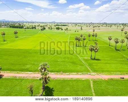 Rice Paddy And Sugar Palm Or Toddy Palm Plantation