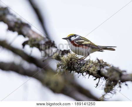 Chestnut Sided Warbler in northern Quebec, perched in its natural habitat, feasting on black flies in early spring.