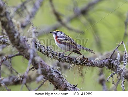Chestnut Sided Warbler in northern Quebec, perched in its natural habitat, feasting on black flies in early spring.
