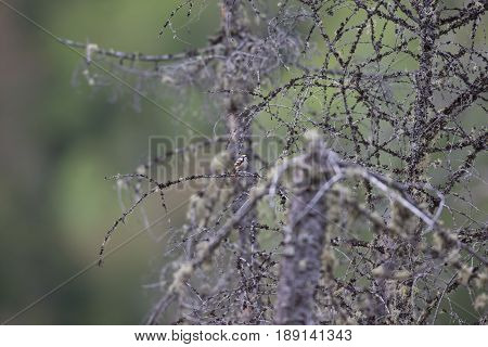 Image to show habitat of Chestnut Sided Warbler in northern Quebec, perched in its natural habitat, feasting on black flies in early spring.