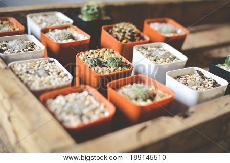 Little beautiful cactus wood background hipster tone