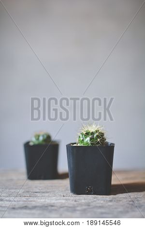 Little beautiful cactus wood background hipster tone soft focus