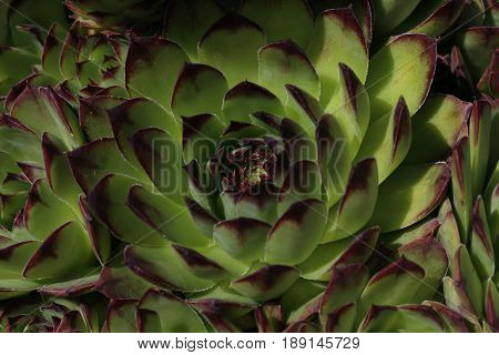 Sempervivum flower / Flowering sempervivum in macro shot