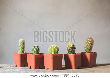 Little beautiful cactus wood background hipster tone soft focus