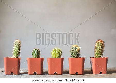 Little beautiful cactus wood background hipster tone soft focus