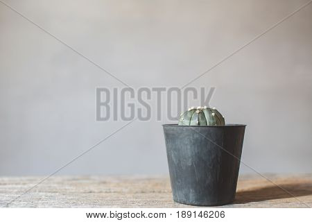 Little beautiful cactus wood background hipster tone soft focus