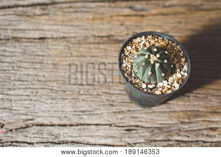 Little beautiful cactus wood background hipster tone soft focus