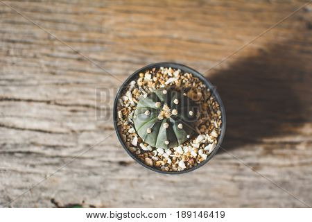 Little beautiful cactus wood background hipster tone soft focus