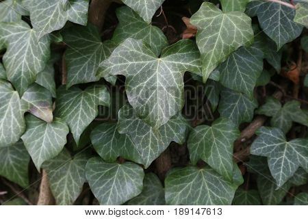 Ivy / Ivy - creeping shrubs clinging to their adventitious roots of the walls, tree trunks, and so on.