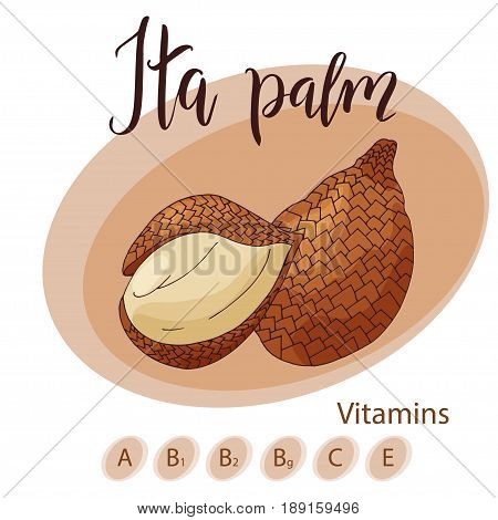 Hand drawn fruit illustration. Sweet ita palm element. Vector sketch for card or poster.