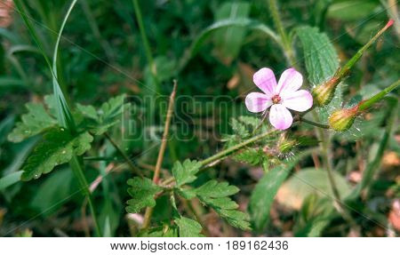 Red flower in a summer summer forest against a background of green grass closeup background blur
